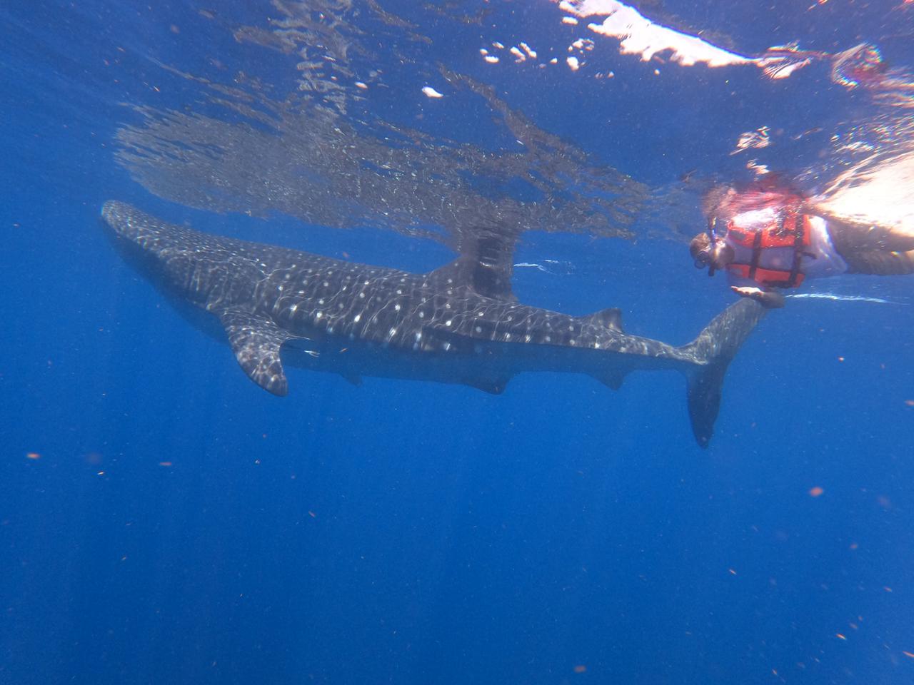 Whale  shark